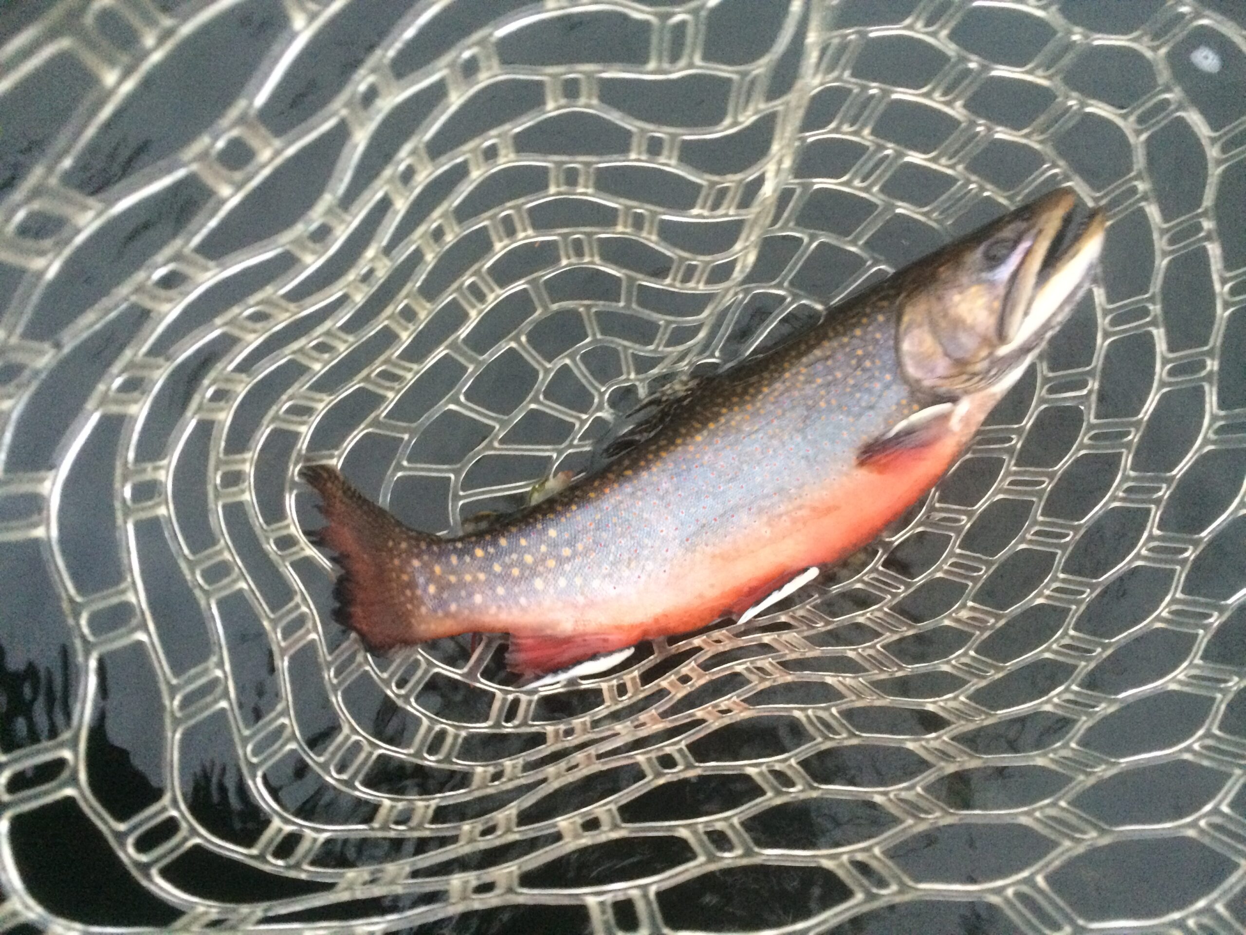 Fish photo for flyte