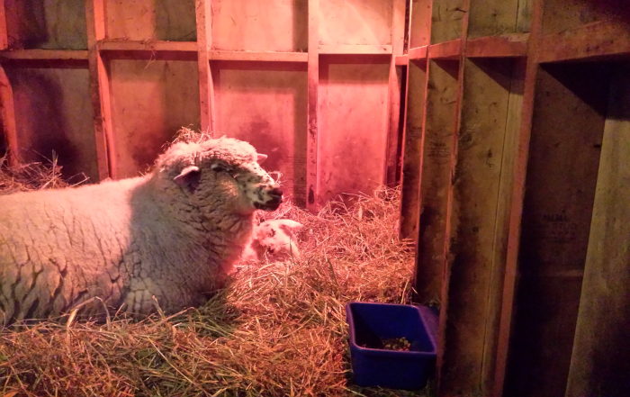 2016 baby ewe Val700x441