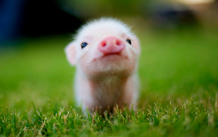 tiny pig700x441
